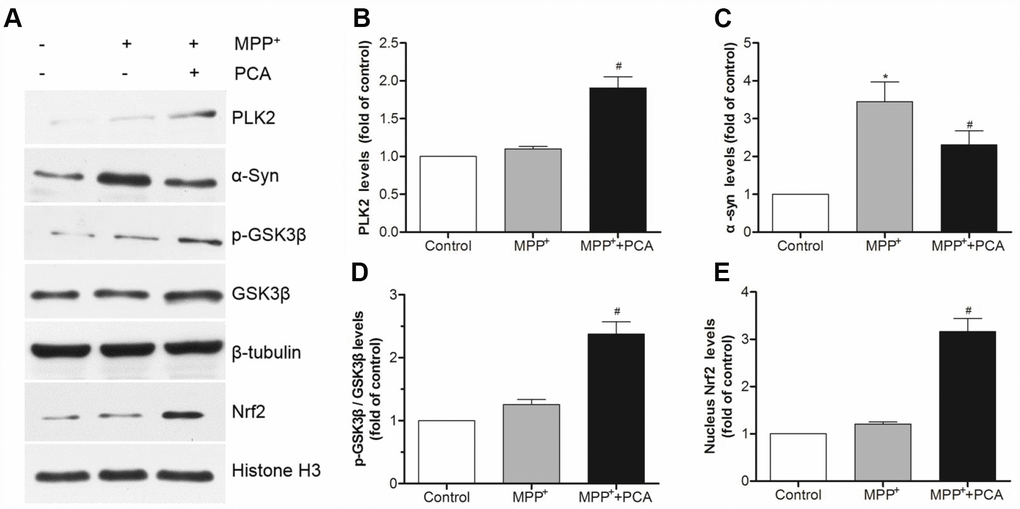 PCA increased the expressions of PLK2 and activated p-GSK3β/Nrf2 pathway in MPP+-incubated SH-SY5Y cells. (A) Representative western blot bands of PLK2, α-Syn, p-GSK3β, GSK3β, Nrf2, tubulin and Histone H3. (B–E) Quantification of PLK2, p-GSK3β/ GSK3β and nucleus Nrf2 levels in cells. Data were presented as mean ± S.D., n = 6; *P vs. control group; #Pvs. MPP+group.