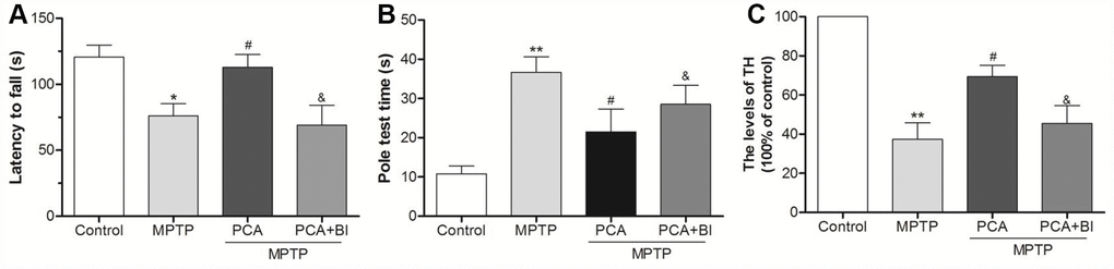 BI2536 (BI) reversed the neuroprotection effect of PCA. (A) Rotarod test in control, MPTP, PCA+MPTP and PCA+MPTP+BI group. (B) Pole test in each group. (C) TH levels from SN tissues were measured by ELISA. Data were expressed as mean ± S.D., n=6; *P**P#Pvs. MPTP group, &Pvs. PCA+MPTP group.
