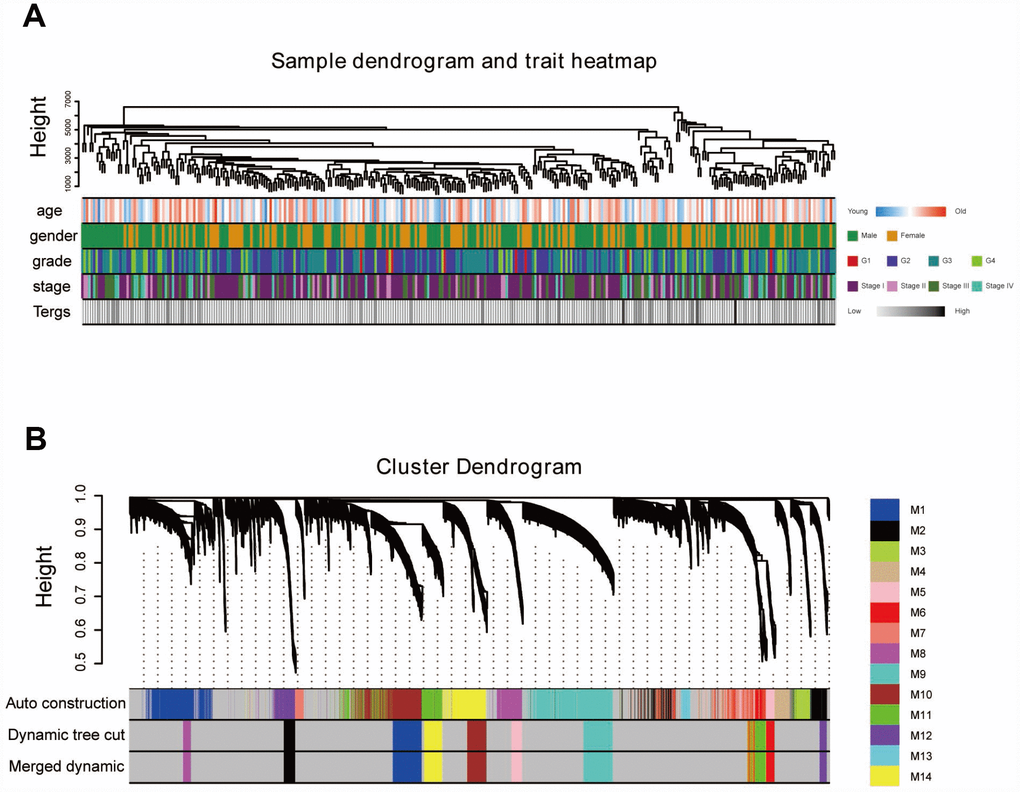 Sample dendrogram and clustering dendrogram of WGCNA. (A) Sample dendrogram and corresponding clinical characteristics. (B) Cluster dendrogram of 432 samples with eligible data.