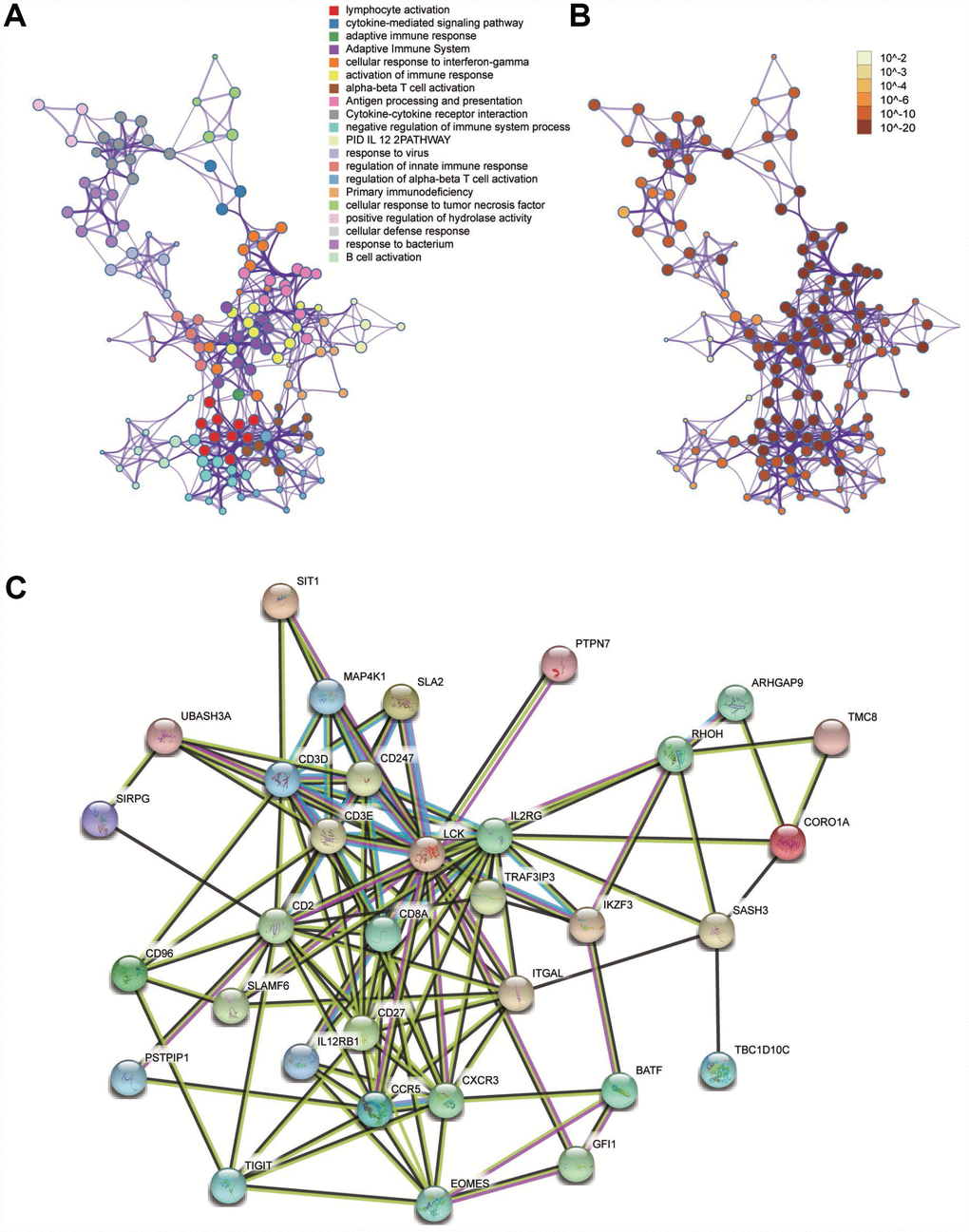 Functional enrichment analysis and construction of PPI network. (A) GO and pathway enrichment analysis of genes in the module 10. (B) P-value of each gene in the network. (C) PPI network constructed using STRING.