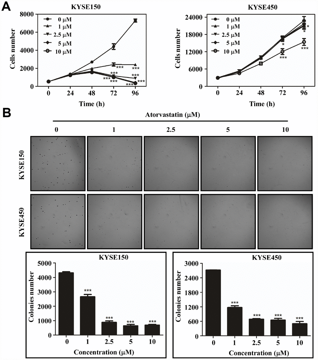 Atorvastatin suppresses ESCC cells proliferation and anchor-independent cell growth. (A) KYSE150 cells (left panel) and KYSE450 cells (right panel) were treated with atorvastatin (0, 1, 2.5, 5 and 10 μM). Cell number was counted at 0, 24, 48, 72, 96 h by analysis at IN Cell Analyzer 6000. Data are shown as means ± SD (* P P B) Atorvastatin effectively inhibits anchorage-independent cell growth. KYSE150 and KYSE450 cells (8 ×103/well) were exposed to different concentrations of atorvastatin with 1.25% Basal Medium Eagle agar containing 10% FBS and cultured for 8 days. Colonies were counted for analysis by IN Cell Analyzer 6000 soft agar program. Data are shown as means ± SD, (* P P P 