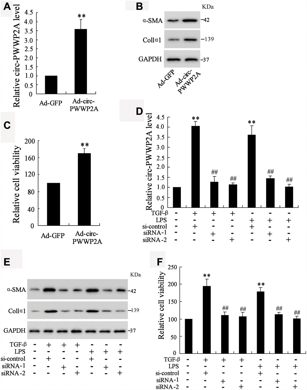 Effect of circ-PWWP2A on activation and proliferation of HSCs. (A) Overexpressing circ-PWWP2A was done by transfecting Ad-circ-PWWP2A into LX-2 cells. (B) Protein expression of α-SMA and Col1α1, both of which were activated HSC markers. (C) HSC proliferation was detected using CCK-8 assay. (D) Interfering circ-PWWP2A was done by transfecting siRNA of circ-PWWP2A (siRNA-1 and siRNA-2) in TGF-β- or LPS-activated LX-2 cells. (E) Protein expression of α-SMA and Col1α1. (F) Cell proliferation of activated-HSCs. **p