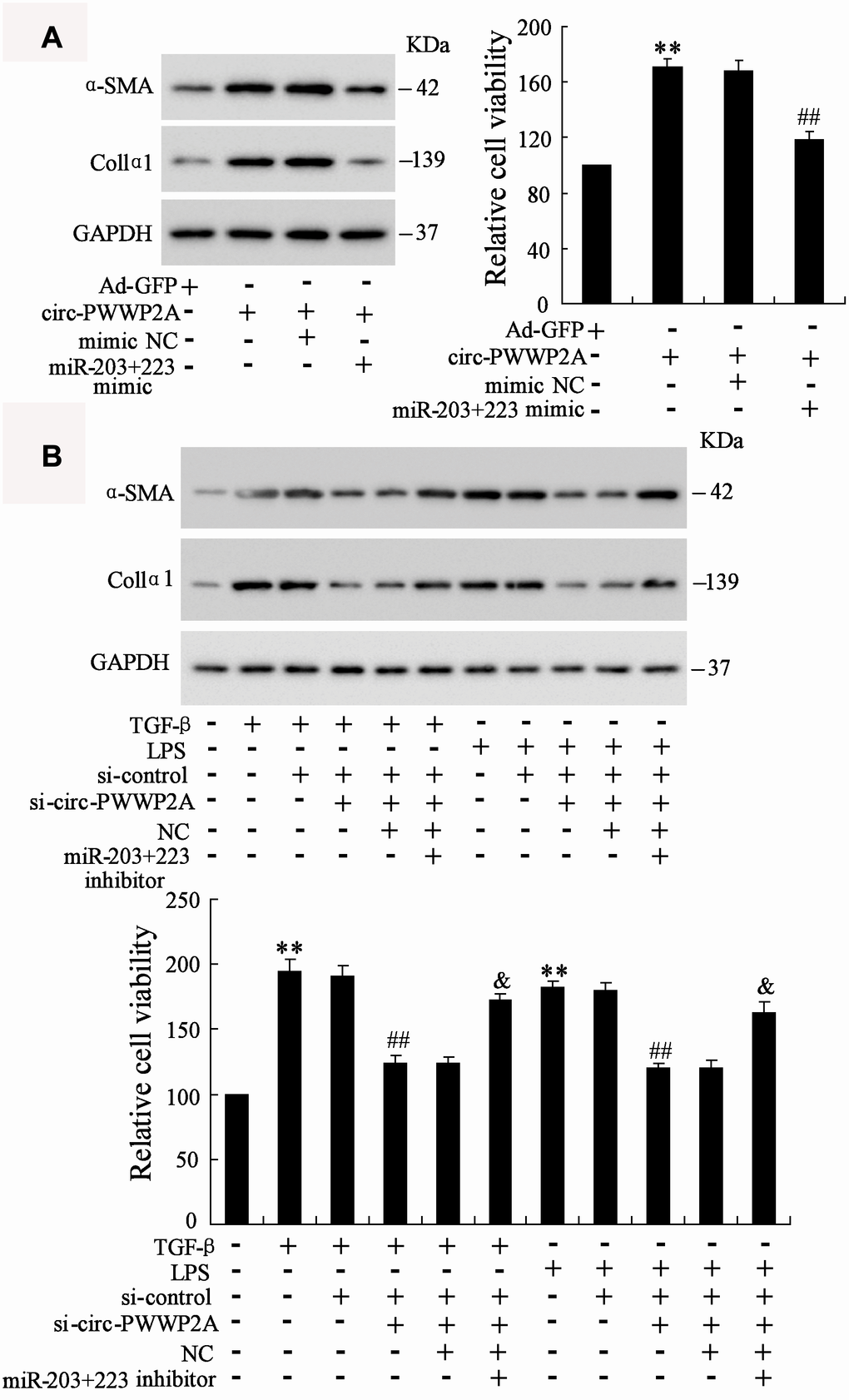 Circ-PWWP2A promotes activation and proliferation of HSCs via regulating miR-203 and miR-223. (A) LX-2 cells were transfected with Ad-circ-PWWP2A or co-transfected with miR-203+223 mimic. The protein expression of α-SMA and Col1α1 and cell viability were detected using western blot analysis and CCK-8 assay, respectively. (B) LX-2 cells were transfected with si-circ-PWWP2A or co-transfected with miR-203+223 inhibitor followed by TGF-β- or LPS-activation. The protein expression of α-SMA and Col1α1 and cell viability were detected. **p