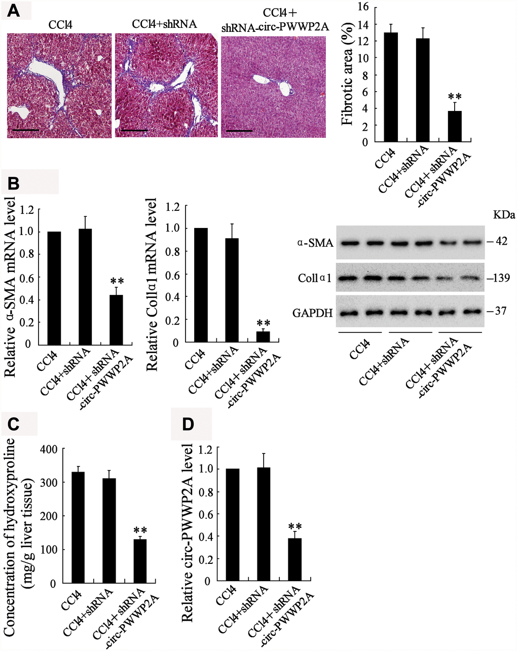 Downregulating circ-PWWP2A alleviates hepatic fibrosis in vivo. The adeno-associated virus carrying shRNA of circ-PWWP2A was injected into the CCl4-induced fibrosis mice at the third week of CCl4 injection. (A) Liver tissues from the CCl4 group (n=7), the CCl4+shRNA group (n=7), and the CCl4+shRNA-circ-PWWP2A group (n=7) were collected for HE staining, and the percentage of fibrotic area was calculated. Magnification is 400X. Scale bar represents 200 μM. (B) The mRNA and protein expressions of α-SMA and Col1α1. (C) The concentration of hydroxyproline (D) The expression of circ-PWWP2A. **p4+shRNA. shRNA, short hairpin RNA.