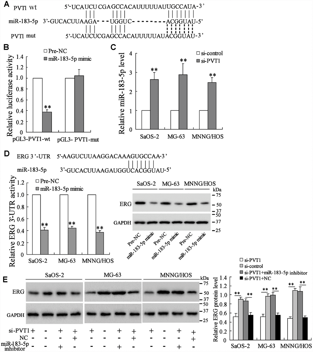PVT1 promotes ERG expression via sponging miR-183-5p. (A) The online database predicted the potential binding between PVT1 and miR-183-5p. (B) The luciferase activity after the co-transfection of miR-183-5p mimic and pGL3-PVT1-wt or miR-183-5p mimic and pGL3-PVT1-mut. (C) The expression of miR-183-5p in PVT1-interfering osteosarcoma cells. (D) The online database predicted the interaction between miR-183-5p and ERG 3’-UTR. The luciferase activity of ERG 3’-UTR and the protein level of ERG were detected after overexpressing miR-183-5p. (E) The ERG protein expression after the transfection of si-PVT1 or the co-transfection with miR-183-5p inhibitor for 48 h in three osteosarcoma cell lines. Three independent experiments. **p