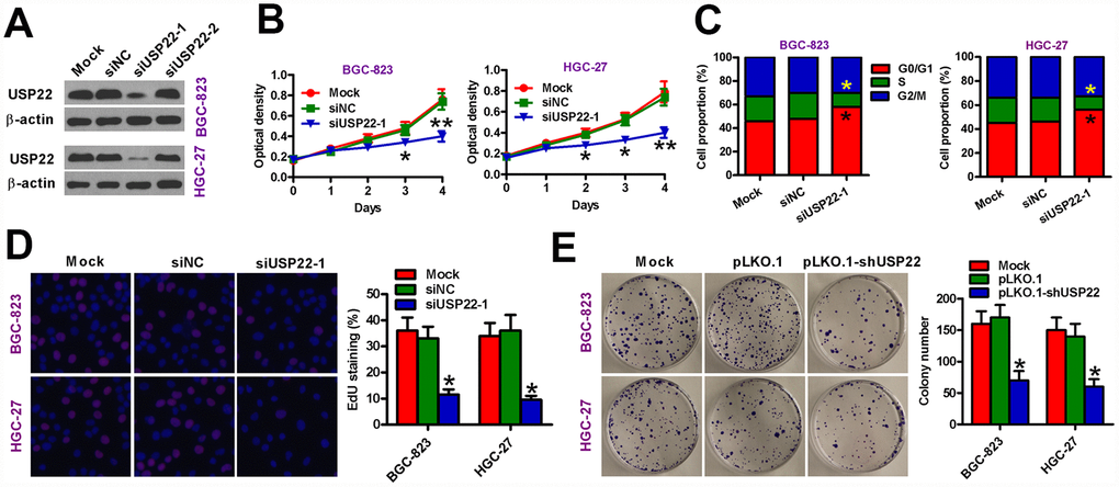 USP22 silencing inhibits in vitro GC cell proliferation. (A) Representative images show USP22 expression in BGC-823 and HGC-27 cells that were transfected with 100 nM siNC, siUSP22-1, or siUSP22-2 cultured for 24 h. Untransfected (mock) GC cells were used as controls. β-actin was used as an endogenous control. (B) MTT assay results show viability of siNC or siUSP22-1 transfected GC cells at days 1, 2, 3, and 4. (C) Flow cytometry analysis shows the effects of USP22 knockdown in GC cells. The percentage of G1, S-, and G2M cells in siNC or siUSP22-1 transfected GC cells are shown in the histogram plots. (D) EdU assay results show cell proliferation status of siNC or siUSP22-1 transfected GC cells. The plots show the percentage of EdU-positive cells in various samples. Magnification: 100×. (E) Histograms (right) show the total number of colonies in BGC-823 and HGC-27 cells that are uninfected (Mock) or infected with lentiviruses carrying pLKO.1 or pLKO.1-shUSP22 vectors. Representative images of colony formation assay are also shown. Note: Data are expressed as mean ± SD of three replicates; *p p B–D); *p E).