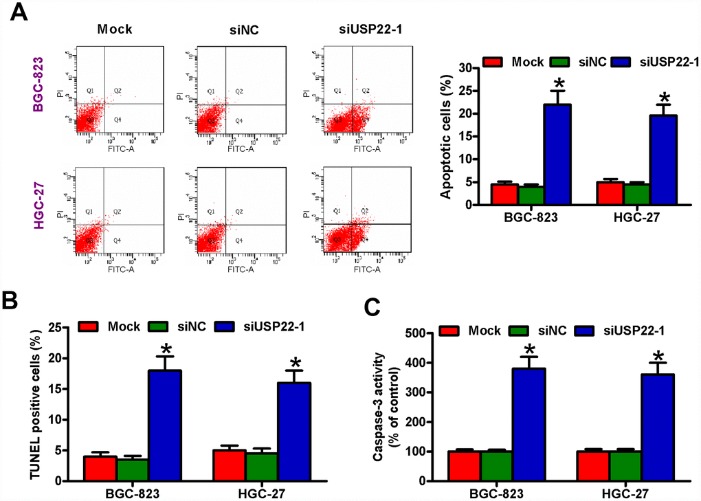 USP22 knockdown induces in vitro GC cell apoptosis. The results of (A) Annexin V/PI staining, (B) TUNEL, and (C) caspase-3 activity assays in BGC-823 and HGC-27 cells that are untransfected (Mock) or transfected with 100 nM siNC or siUSP22-1are shown. Note: Data are expressed as mean ± SD of three replicates; *p 