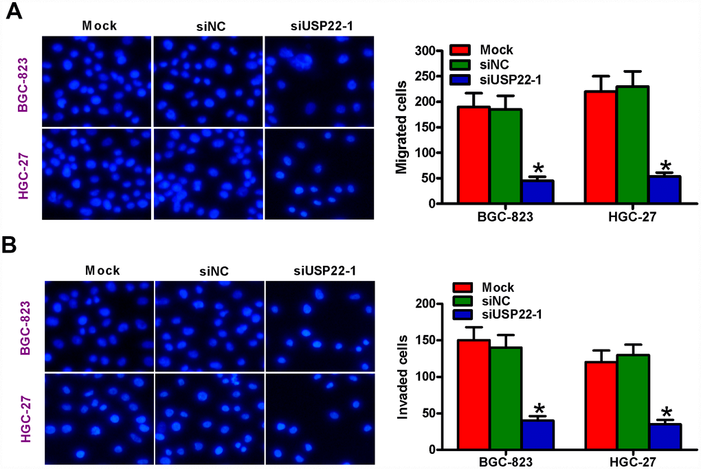 USP22 silencing suppresses in vitro GC cell migration and invasion. (A–B) Transwell assay results show total number of (A) migratory and (B) invasive BGC-823 and HGC-27 cells that are untransfected (Mock) or transfected with 100 nM siNC or siUSP22-1 at 48 h after transfection. Note: Magnification: 200×; Data are expressed as mean ± SD of three replicates. *p 