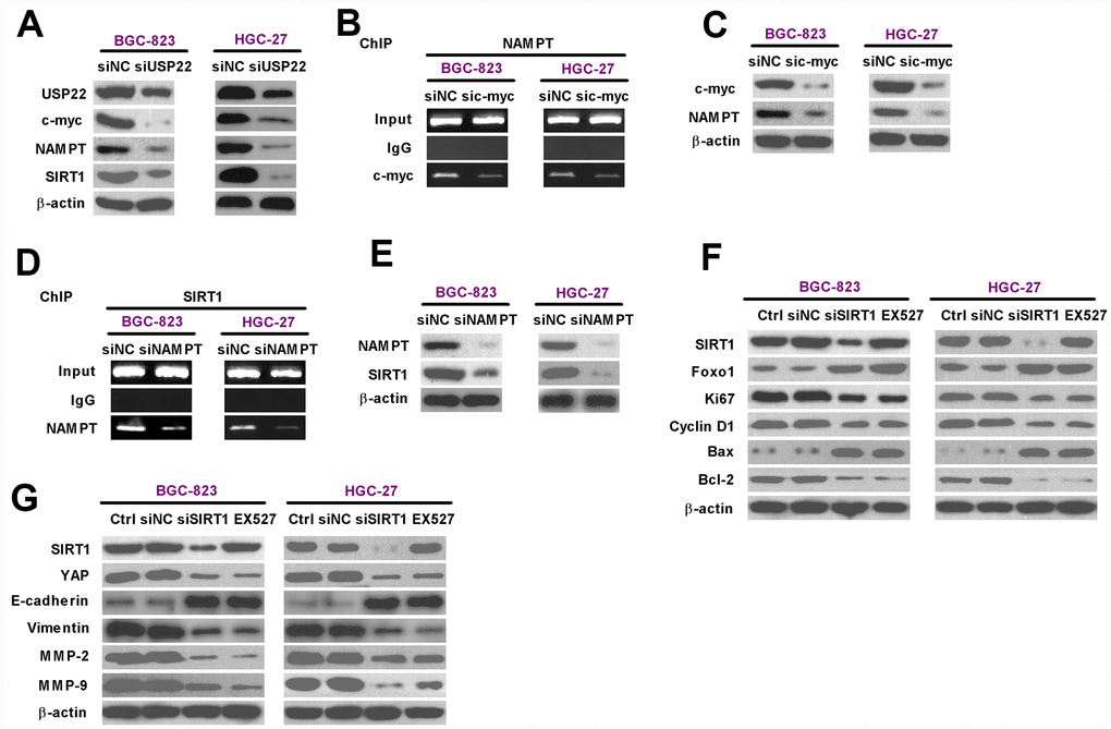 USP22 promotes in vitro GC progression via c-Myc/NAMPT/ SIRT1-dependent FOXO1 and YAP signaling pathways. (A) Representative images show the levels of USP22, c-Myc, NAMPT, and SIRT1 proteins in BGC-823 and HGC-27 cells transfected with 100 nM siNC or siUSP22-1. The cells were analyzed at 24 h after transfection. β-actin was used as an endogenous control. (B) ChIP assay analysis shows binding efficiency of c-Myc in the promoter region of NAMPT in BGC-823 and HGC-27 cells that were transfected with 100 nM sic-Myc or siNC. (C) Representative images show the levels of c-Myc and NAMPT proteins in BGC-823 and HGC-27 cells that were transfected with 100 nM sic-Myc or siNC. β-actin was used as endogenous control. (D) ChIP assay analysis shows binding efficiency of NAMPT in the promoter region of SIRT1 in BGC-823 and HGC-27 cells that were transfected with 100 nM siNAMPT or siNC. (E) Representative images show the levels of NAMPT and SIRT1 protein in BGC-823 and HGC-27 cells were transfected with 100 nM siNAMPT or siNC. β-actin was used as endogenous control. (F–G) Representative images show the levels of (F) Sirt1, FOXO1, Ki67, Cyclin D1, Bax, and Bcl-2, and (G) Sirt1, YAP, MMP-2, and MMP-9 proteins in BGC-823 and HGC-27 cells transfected with 100 nM siSirt1 or siNC, or cells treated with 100 μM EX527, a Sirt1 inhibitor. β-actin was used as an endogenous control.