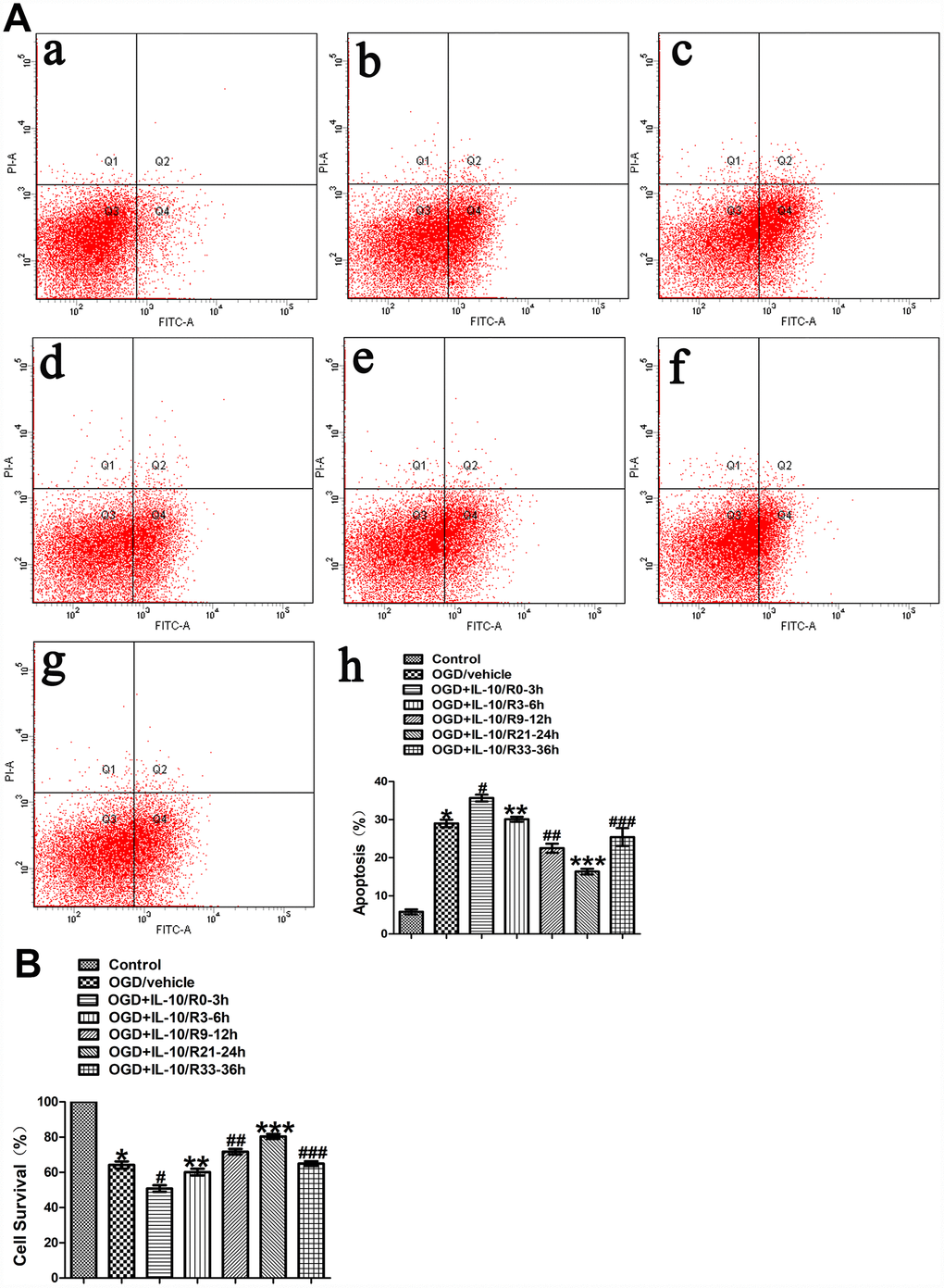 The effect of IL-10 on OGD-induced apoptosis in cultured primary cortical neurons at different time points after OGD injury. (A) Forty-eight hours after OGD, the apoptosis of neurons was detected by flow cytometry. The signals from apoptotic neurons were localized in the Q2 and Q4 quadrants of the resulted dot-plot graph. (a) Control group; (b) OGD group; (c) OGD+IL-10/R0-3h group; (d) OGD+IL-10/R3-6h; (e) OGD+IL-10/R9-12h; (f) OGD+IL-10/R21-24h; (g) OGD+IL-10/R33-36h; (h) Statistical graph of apoptosis in different groups (n=3). *p#pp>0.05, as compared with OGD group; ##pp###p>0.05, as compared with OGD group; by one way analysis of variance (ANOVA) followed by Student-Newman-Keuls multiple comparison test, F=69.591, pB) Forty-eight hours after OGD, survival of neurons was detected by MTT. Statistical graph of cell survival in different groups (n=3). *p#pp>0.05, as compared with OGD group; ##pp###p>0.05, as compared with OGD group; by one way analysis of variance (ANOVA) followed by Student-Newman-Keuls multiple comparison test, F=102.550, p