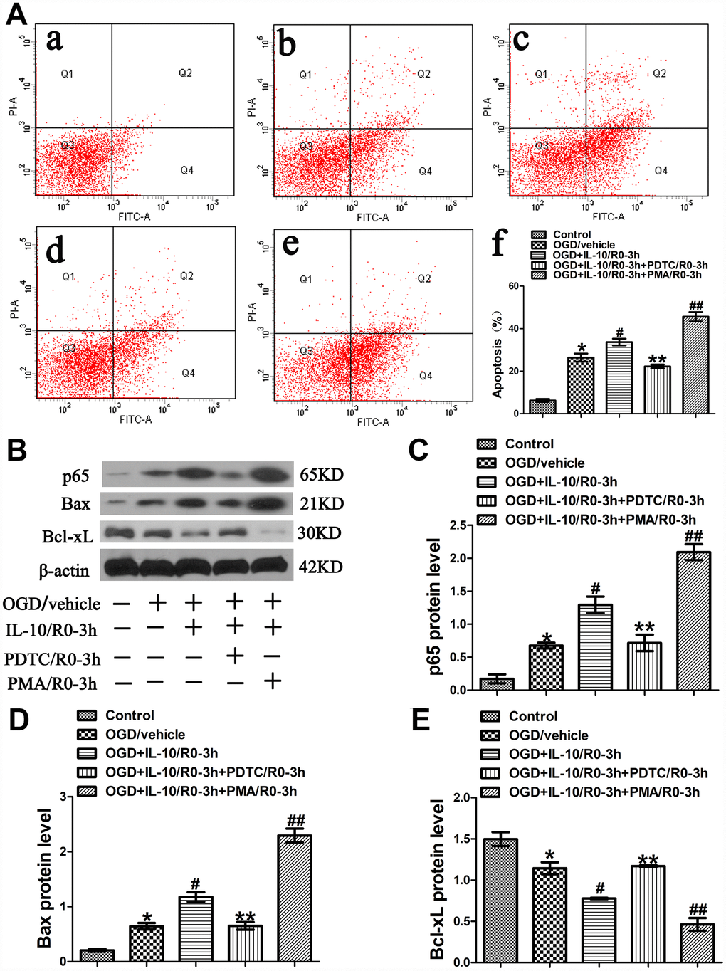 OGD-induced apoptosis increased by IL-10 via p65 at an early stage after OGD injury. (A) Forty-eight hours after OGD, apoptosis of neurons was detected by flow cytometry. The signals from apoptotic neurons were localized in the Q2 and Q4 quadrants of the resulting dot-plot graph. (a) Control group; (b) OGD group; (c) OGD+IL-10/R0-3h group; (d) OGD+IL-10/R0-3h+PDTC/R0-3h; (e) OGD+IL-10/R0-3h+PMA/R0-3h group; (f) Statistical graph of apoptosis in different groups (n=3). *p#pp##ppB) The representative image of western blot analysis for p65, Bax and Bcl-xL expression. (C) Western blot analysis of p65 (n=3). *p#pp##ppD) Western blot analysis of Bax (n=3). *p#pp##ppE) Western blot analysis of Bcl-xL (n=3). *p#pp##pp