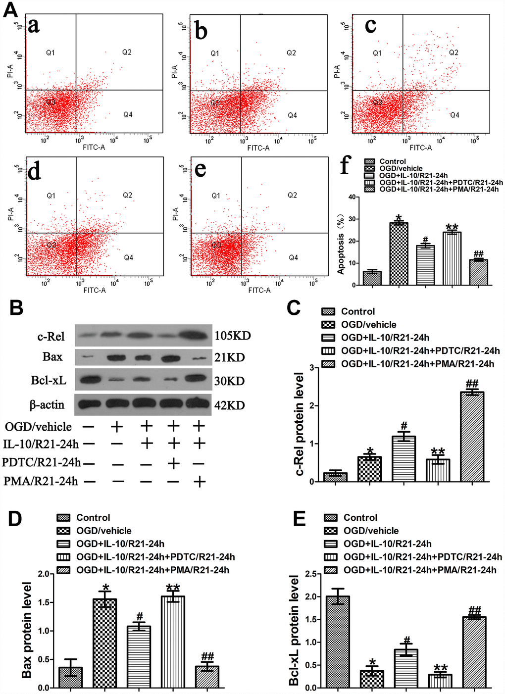 OGD-induced apoptosis decreased by IL-10 via c-Rel at a late stage after OGD injury. (A) Forty-eight hours after OGD, apoptosis of neurons was detected by flow cytometry. The signals from apoptotic neurons were localized in the Q2 and Q4 quadrants of the resulting dot-plot graph. (a) Control group; (b) OGD group; (c) OGD+IL-10/R21-24h group; (d) OGD+IL-10/R21-24h+PDTC/R21-24h; (e) OGD+IL-10/R21-24h+PMA/R21-24h group; (f) Statistical graph of apoptosis in different groups (n=3). *p#pp##ppB) The representative image of western blot analysis for c-Rel, Bax and Bcl-xL expression. (C) Western blot analysis of c-Rel (n=3). *p#pp##ppD) Western blot analysis of Bax (n=3). *p#pp##ppE) Western blot analysis of Bcl-xL (n=3). *p#pp##pp