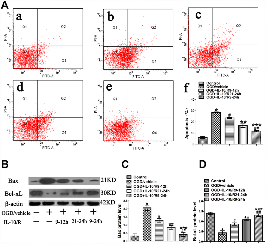 The strongest anti-apoptotic effect of IL-10 on cultured primary cortical neurons after OGD injury. (A) Forty-eight hours after OGD, apoptosis of neurons was detected by flow cytometry. The signals from apoptotic neurons were localized in the Q2 and Q4 quadrants of the resulting dot-plot graph. (a) Control group; (b) OGD group; (c) OGD+IL-10/R9-12h group; (d) OGD+IL-10/R21-24h; (e) OGD+IL-10/R9-24h; (f) Statistical graph of apoptosis in different groups (n=3). *p#pp##pppB) The representative image of western blot analysis for Bax and Bcl-xL expression. (C) Western blot analysis of Bax (n=3). *p#pp##pppD) Western blot analysis of Bcl-xL (n=3). *p#pp##ppp