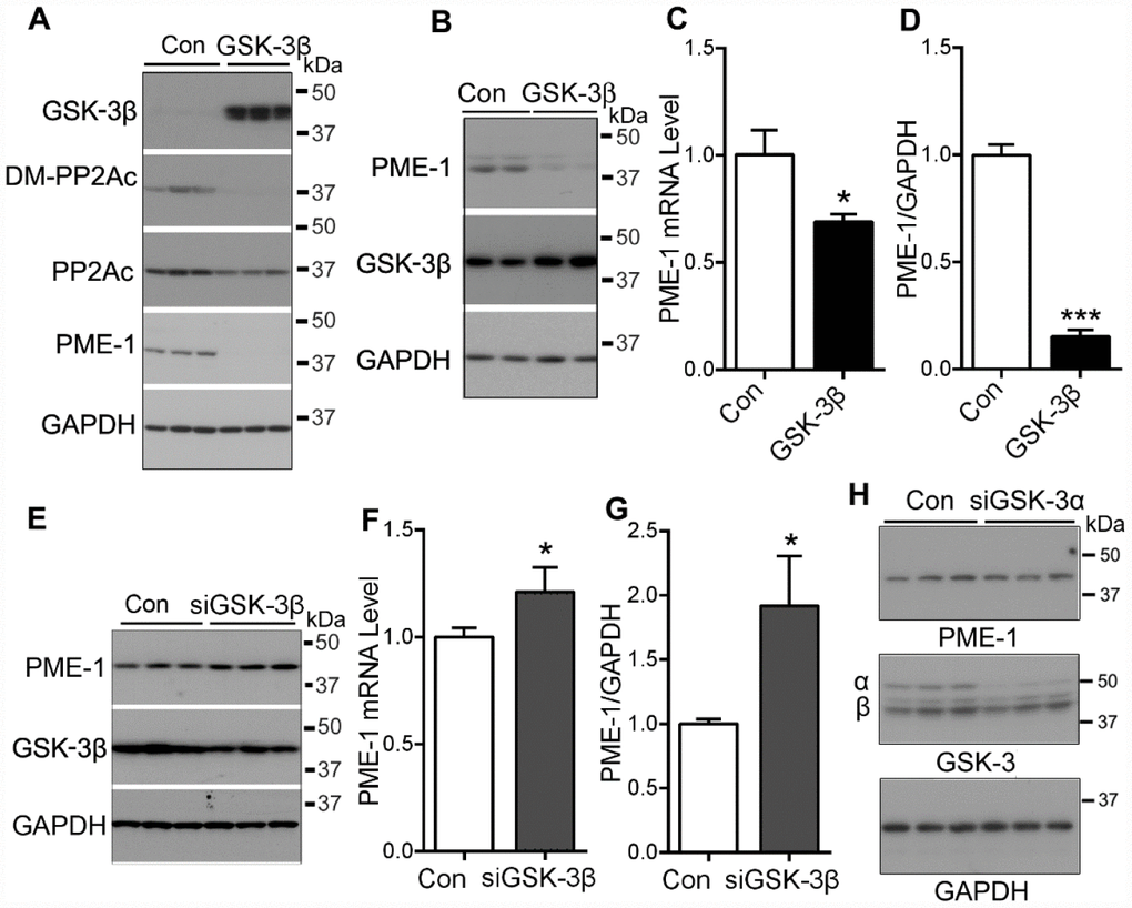 GSK-3β suppresses the expression of PME-1. (A) HEK-293T cells were transfected with pCI/HA-GSK-3β and the levels of GSK-3β, demethylated PP2Ac and PME-1 were analyzed by Western blots. (B–D) SH-SY5Y cells were transfected with pCI/HA-GSK-3β. The mRNA level of PME-1 was analyzed by qPCR (C). The protein levels of PME-1 and GSK-3β were analyzed by Western blots (B) and normalized with GAPDH (D). (E–G) SH-SY5Y cells were transfected with siGSK-3β to knockdown the expression of GSK-3β. The protein levels of PME-1 and GSK-3β were analyzed by Western blots (E) and normalized with GAPDH (G). The mRNA level of PME-1 was measured by qPCR (F). (H) SH-SY5Y cells were transfected with siGSK-3α to knockdown the expression of GSK-3α. The protein levels of PME-1 and GSK-3α/β were analyzed by Western blots. Data are presented as mean ± SD (n=3), *P 