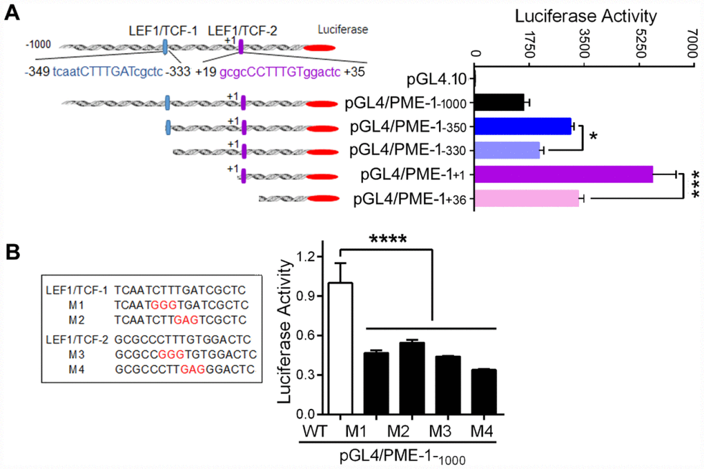 LEF1/TCF cis-elements enhance the expression of PME-1. (A) Schematic diagram of the sequential deletions of the human PME-1 promoter cloned into pGL4.10. Two LEF1/TCF elements are named as LEF1/TCF-1, located at -349 to -333 and labeled in blue color, and LEF1/TCF-2, located at +19 to +35 and labeled in purple color. The deletions shown as panel A left were co-transfected with pRL-TK into HEK-293T cells. The luciferase activity was measured. (B) LEF1/TCF cis-elements 1 and 2 were mutated and the mutated nucleotides are labelled in red color. pGL4/PME-1-1000 with different mutations were co-transfected with pRL-TK into SH-SY5Y cells. The luciferase activity was analyzed. Data are presented as mean ± SD (n=3), *P 