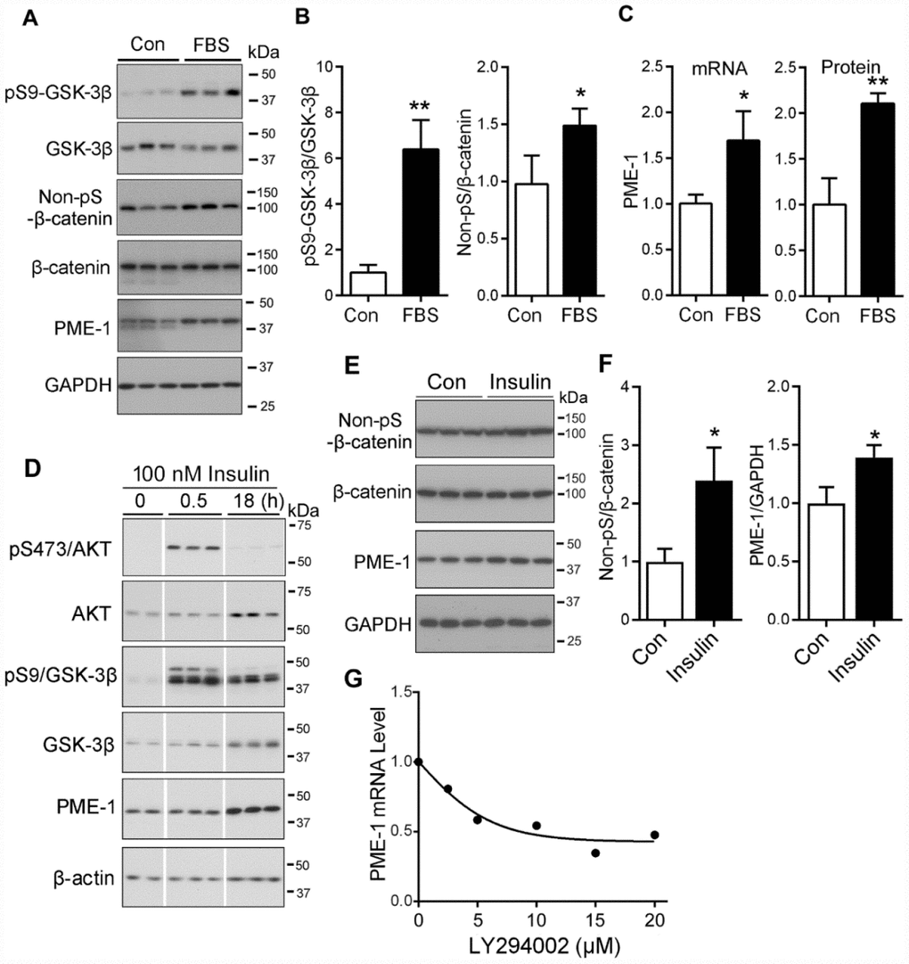 PI3K/AKT signaling upregulates the PME-1 expression through GSK-3β/β-catenin. (A–C) HEK-293T cells were transfected with β-catenin and cultured without Fetal bovine serum (FBS, as control, con) or with 2% FBS for 48 hr. The cell lysates were analyzed for total GSK-3β, β-catenin, PME-1 and the phosphorylation of β-catenin and GSK-3β by Western blots (A). Levels of phosphorylated β-catenin and GSK-3β were normalized with corresponding proteins (B). The mRNA level of PME-1 was measured by qPCR and normalized with GAPDH (C). The protein level of PME-1 was quantified from panel A and normalized with GAPDH. (D) SH-SY5Y cells were treated with 100 nM insulin for 0.5 hr or 18 hr and analyzed by Western blots developed with indicated antibodies. (E, F) Primary cortical neurons were treated with 100 nM insulin for 18 hr. The levels of β-catenin and PME-1 were analyzed by Western blots (E) and normalized with GAPDH (F). (G) Primary cortical neurons were cultured and treated with the indicated concentration LY294002 for 4.5 hr. The PME-1 mRNA level was measured by qPCR and normalized with GAPDH. Data are presented as mean ± SD (n=3); *P 