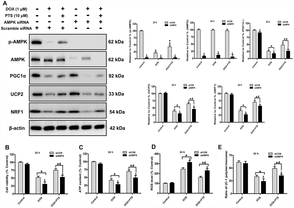 Effect of pterostilbene treatment combined with AMPK siRNA on cell viability, ATP content, ROS generation and ΔΨm, and AMPK and PGC1α signaling in DOX-treated H9c2 cells (24 h). (A) Representative western blot results of p-AMPK, AMPK, PGC1α, UCP2 and NRF1 are shown. Membranes were re-probed for β-actin expression to show that similar amounts of protein were loaded in each lane. (B) Cell viability, (C) cellular ATP content, (D) ROS level and (E) ΔΨm are shown, and (B–D) three indexes in the Control group of siCON are defined as 100%. The results are expressed as the mean ± SEM. *P #P $P 