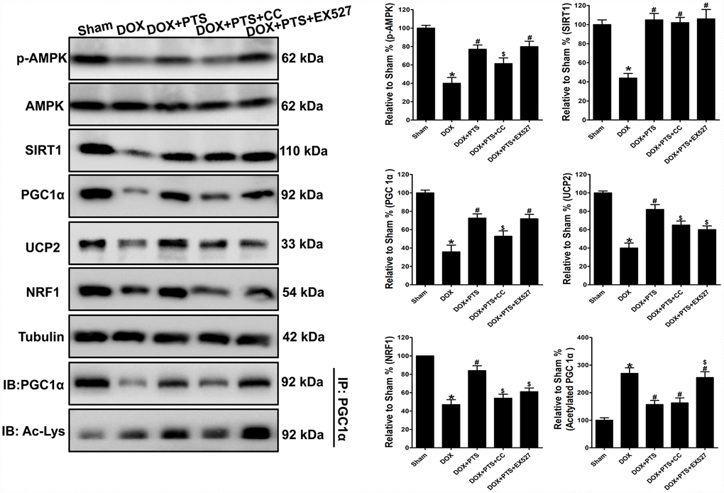Effect of pterostilbene treatment combined with Compound C or EX527 on AMPK, SIRT1 and PGC1α signaling protein levels in DOX-stimulated mice hearts. Representative western blot results of p-AMPK, AMPK, SIRT1, PGC1α, Ac-PGC1α, UCP2 and NRF1 are shown. Membranes were re-probed for Tubulin expression to show that similar amounts of protein were loaded in each lane. IB, immunoblot; IP, immunoprecipitation. The results are expressed as the mean ± SEM. *P #P $P 
