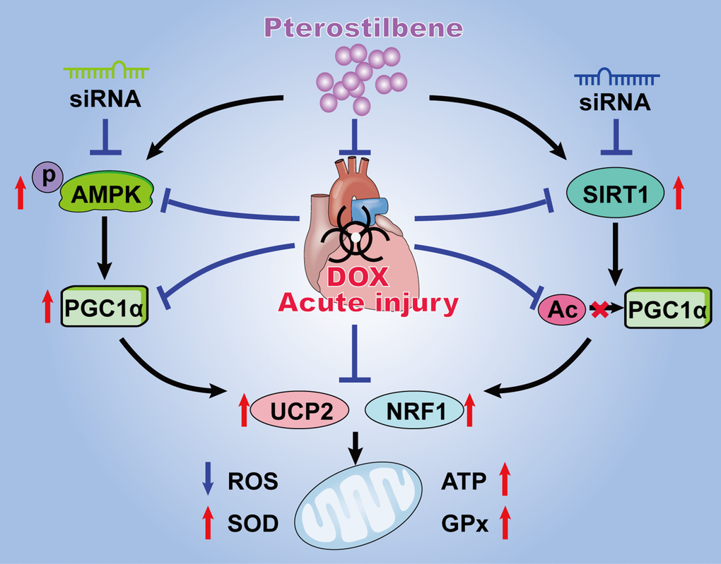 Schematic diagram summarizing the myocardial protective actions of pterostilbene against acute DOX cardiotoxicity via the PGC1α activation through stimulating AMPK and SIRT1 cascades. Pterostilbene treatment enhances the AMPK phosphorylation and SIRT1 upregulation thus increasing the PGC1α expression and inhibiting PGC1α acetylation. These effects markedly increase the levels of UCP2 and NRF1, and inhibits oxidative stress via decreasing ROS generation and increasing ATP content, SOD2 and GPx activities in cardiomyocytes.