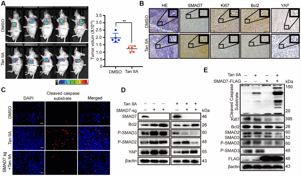Tan IIA can suppress liver cancer cell growth with a TGF-β dependent manner and partially through up-regulating SMAD7. (A) The representative images of DMSO and Tan IIA groups were analyzed by small animals in vivo imaging system. Two groups were seeded with 5×106 Bel-7404 cells and then 14 days later injected with diluted DMSO or Tan IIA (10mg/kg/d) resolution. Tumor images and volumes were taken and measured in 20 days after drugs injection. n =5 per group. **p B) Representative HE and IHC pictures of SMAD7, Ki67, Bcl2 and YAP staining in DMSO and Tan IIA Xenografts mouse tissues at 400Χ magnifications. (C) Cleaved caspase substrate was detected by immunofluorescence assay in DMSO, Tan IIA (40 μM) and Tan IIA along with SMAD7 knockout groups for 24 h. Scale bar: 100 μm. (D, E) The protein expression levels were detected by western blot assay in indicated groups.