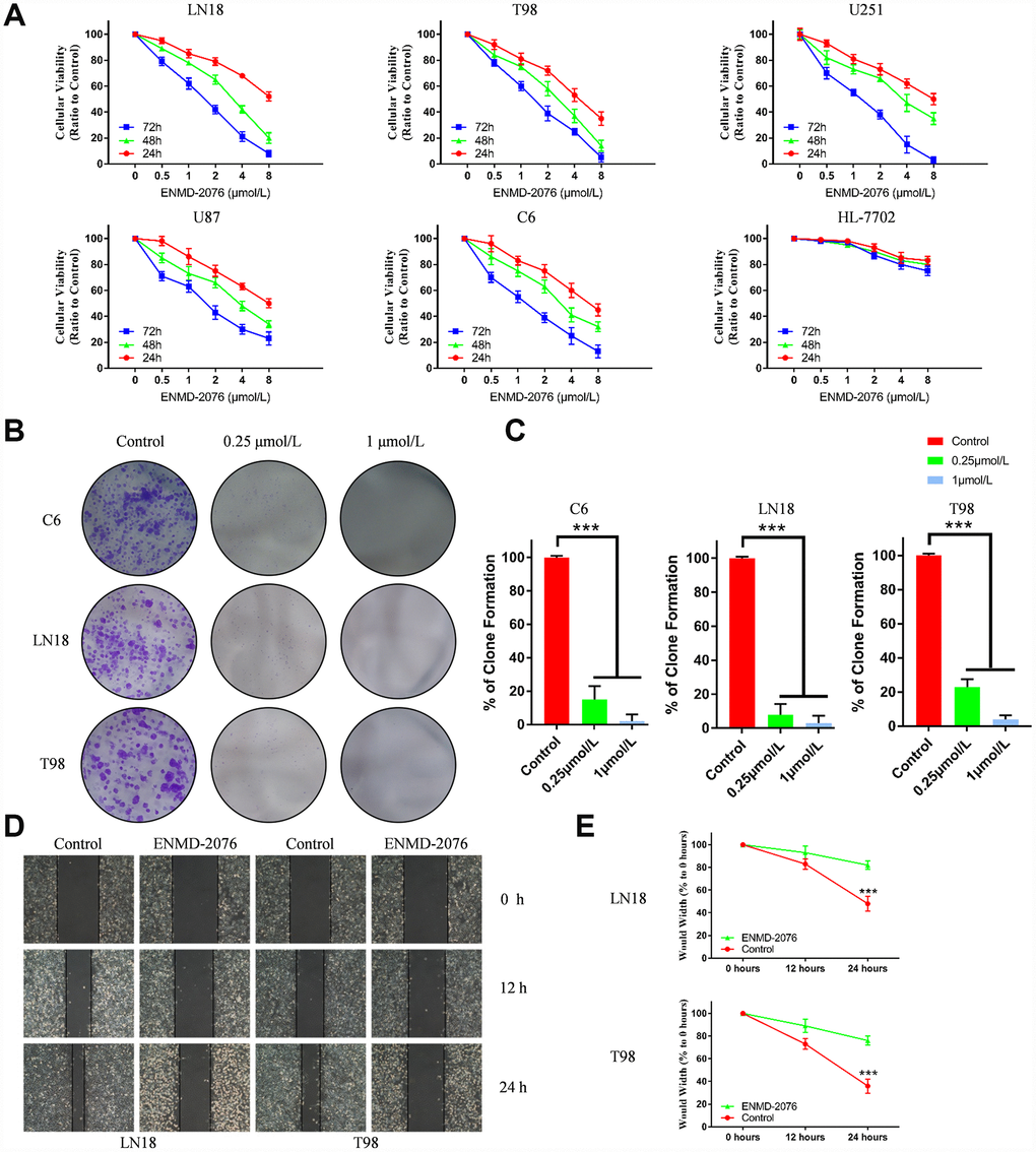 Data were presented as the mean ± SD. * p (A) The results of cell proliferation in 5 glioblastoma cell lines and HL-7702 treated with different doses of ENMD-2076 (0, 0.5, 1, 2, 4, 8μM) for 24, 48, 72 hours. (B–C) Colony formation assay results of ENMD-2076 anti-proliferative effects in C6, LN18 and T98G cells for 2 weeks. (D–E) ENMD-2076 suppressing the migration of LN18, T98G cells in the scratch assay. The wound-healing images represented the migration capacity of glioblastoma cells.