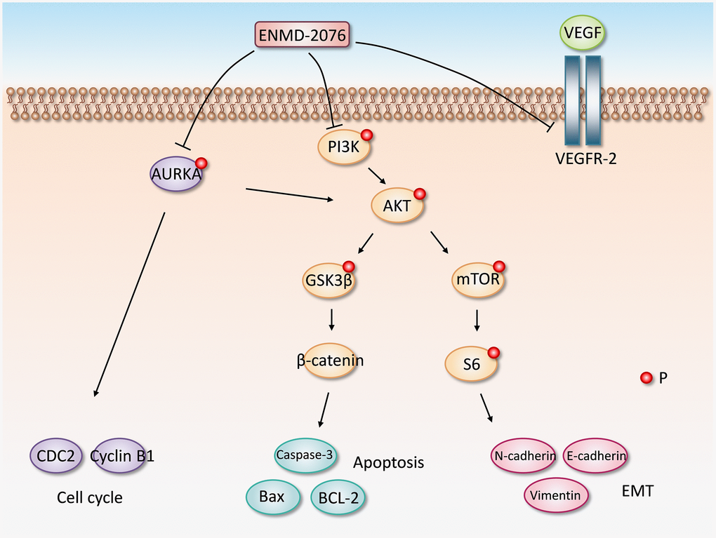 The proposed molecular mechanism of ENMD-2076 anti-glioblastoma effect.
