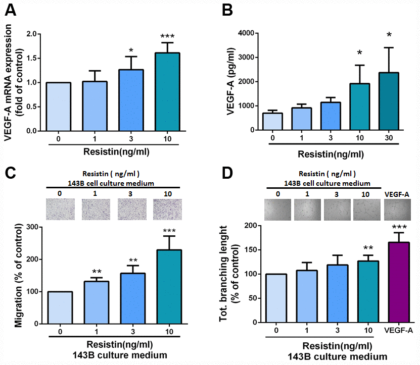 Resistin mediates angiogenesis by inducing increases in VEGF-A expression in osteosarcoma cells. (A–B) After incubating osteosarcoma 143B cells with resistin (0–10 ng/ml) for 24 h, VEGF-A expression was measured by qPCR and ELISA. (C–D) Osteosarcoma 143B cells were pretreated with resistin (1–10 ng/ml) for 24 h. CM was collected and applied to EPCs for 24 h. Cell migration and capillary-like structure formation in EPCs were examined by Transwell and tube formation assays, respectively. The results were obtained from three independent experiments. * p p p 