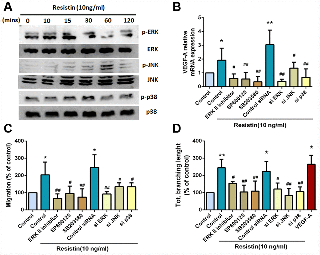 The MAPK signaling pathway is involved in resistin-promoted VEGF-A expression and contributes to angiogenesis. (A) Osteosarcoma 143B cells were incubated with resistin (10 ng/ml) for the indicated times, and ERK, JNK and p38 phosphorylation was determined by Western blot analysis. (B) Osteosarcoma 143B cells were pretreated with an ERKII inhibitor (10 μM), a JNK inhibitor (SP600125; 10 μM) and a p38 inhibitor (SB203580; 10 μM) for 30 min or transfected with ERK, JNK, and p38 siRNAs for 24 h, followed by resistin (10 ng/ml) stimulation for 24 h. VEGF-A expression was examined by qPCR. (C–D) Osteosarcoma 143B cells were pretreated with an ERKII inhibitor (10 μM), a JNK inhibitor (SP600125; 10 μM) and a p38 inhibitor (SB203580; 10 μM) for 30 min, or transfected with ERK, JNK and p38 siRNAs for 24 h, then stimulated with resistin (10 ng/ml) for 24 h. CM was collected and then applied to EPCs for 24 h. Cell migration and capillary-like structure formation in EPCs were examined by Transwell and tube formation assays, respectively. The results were obtained from three independent experiments. * p p p #p ##p 