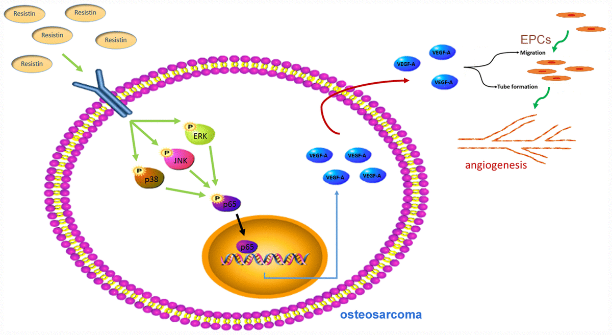 Resistin enhances angiogenesis in osteosarcoma via the MAPK signaling ...