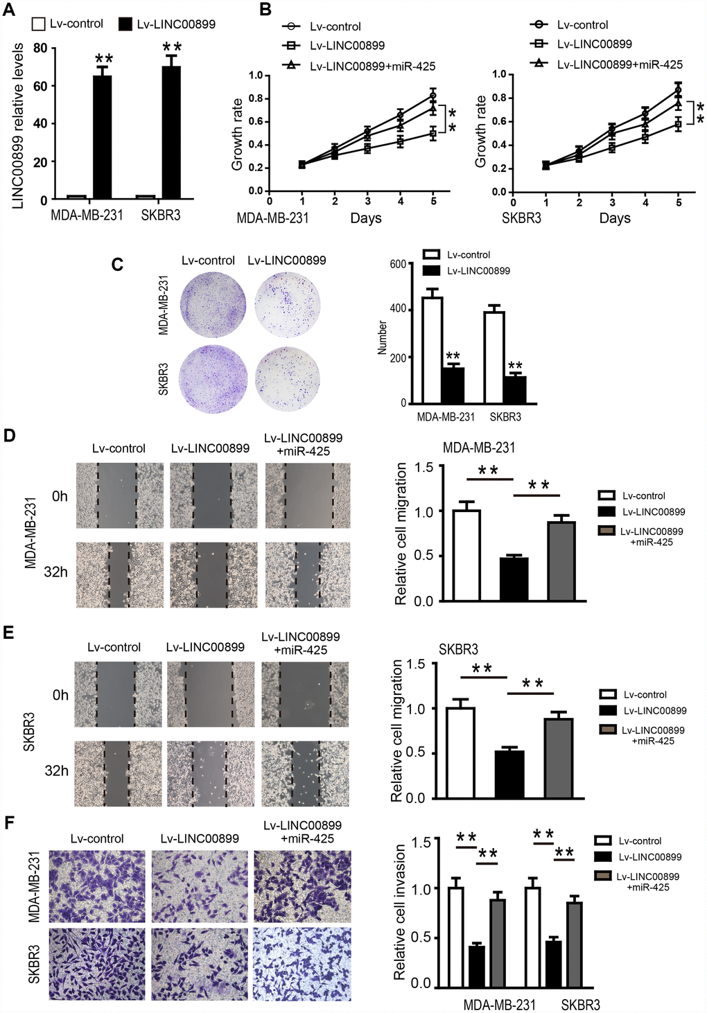 Overexpression of LINC00899 inhibits BC cell proliferation, colony formation, migration and invasion. (A) MDA-MB-231 and SKBR3 cells were transfected with LINC00899-carrying lentivirus (Lv-LINC00899) or control lentivirus (Lv-control) followed by qRT-PCR analysis of the relative LINC00899 expression levels. (B–E) Cells transfected with Lv-control, Lv-LINC00899 or Lv-LINC00899 plus miR-425 mimic. CCK8 (B) and colony formation (C) assays were used to assess proliferation of MDA-MB-231 and SKBR3 cells. Wound healing assays were performed to assess migration of MDA-MB-231 (D) and SKBR3 (E) cells. Transwell invasion assays were performed to assess invasion by MDA-MB-231and SKBR3cells (F). Data presented as means ± SD.**p