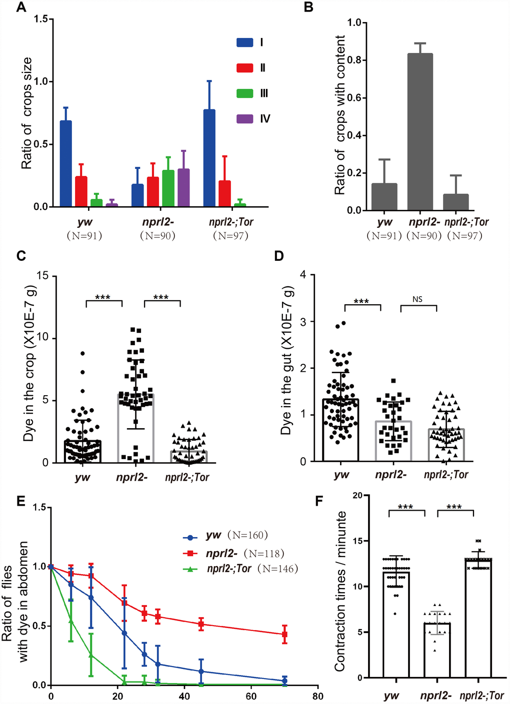 Mutant one copy of Tor rescued the defects in digestive function in nprl2 mutants. Fifteen-day-old yw, nprl21, and nprl21; TorA594V/+ males were used for the following analyses. (A and B) The ratios of crop size and crops with food content were quantified as described in Figure 2. Error bars represent the SD from three independent experiments. (C and D) Flies were cultured in dyed food for 3 days and the dyed food concentration in the crop and gut was determined using a spectrophotometer. Error bars represent the SD of the indicated number of data points. (E) Flies were cultured on blue dyed food for 3 days and then transferred to standard food. The ratio of flies with blue dye in the digestive tube was calculated. Error bars represent the SD from four independent experiments. (F) Contractions of the crop were measured in dissected flies. Error bars represent the SD of the indicated number of data points. NS, not significant. ***P 