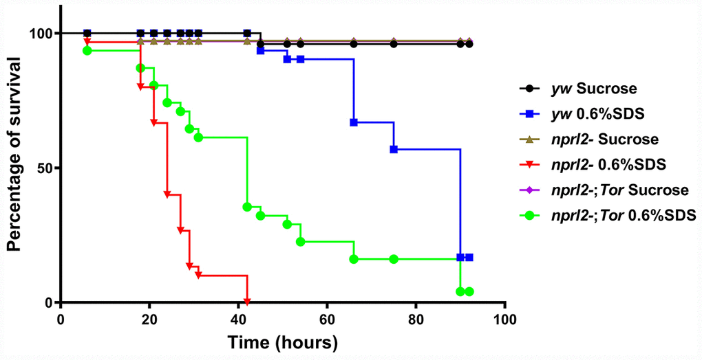 nprl2 mutants were sensitive to SDS treatment.yw,nprl21 and nprl21; TorA594V/+ flies were fed with 5% sucrose or with 0.6% SDS. Flies were counted at the indicated time points. Survival curves of the flies are shown. Pairwise comparisons by the Mantel-Cox log rank test showed that survival curves of the three genotypes of flies fed 0.6% SDS were different from each other: P yw vs nprl21), P nprl21 vs nprl21; TorA594V/+).