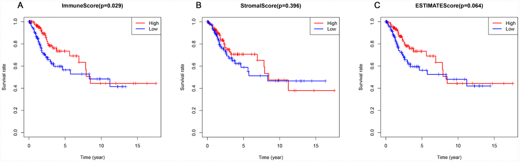 Association of immune, stromal, and ESTIMATE scores with overall survival. (A) Elevated immune scores correlated with a better prognosis. (B) Stromal scores were not associated with overall survival. (C) ESTIMATE scores were not associated with overall survival.