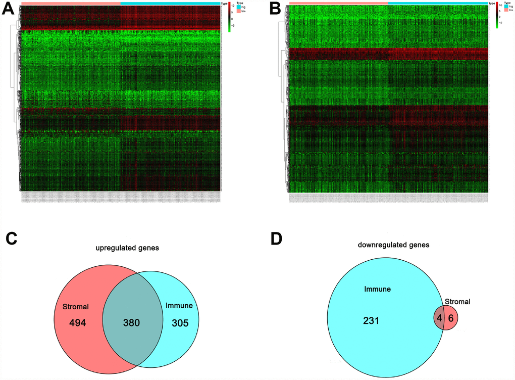 Comparison of the gene expression profile with immune and stromal scores. In the heat maps, genes with higher expression are shown in red, and lower expression are shown in green; genes expressed at the same level are in black. (A) Based on immune score comparisons, 685 genes were upregulated and 235 genes were downregulated in the high score group as compared to the low score group. (B) Based on stromal score comparisons, 874 genes were upregulated and 10 genes were downregulated in the high score group as compared to the low score group. (C) A total of 380 genes were commonly upregulated in the immune and stromal score groups. (D) A total of 4 genes were commonly downregulated in the immune and stromal score groups.