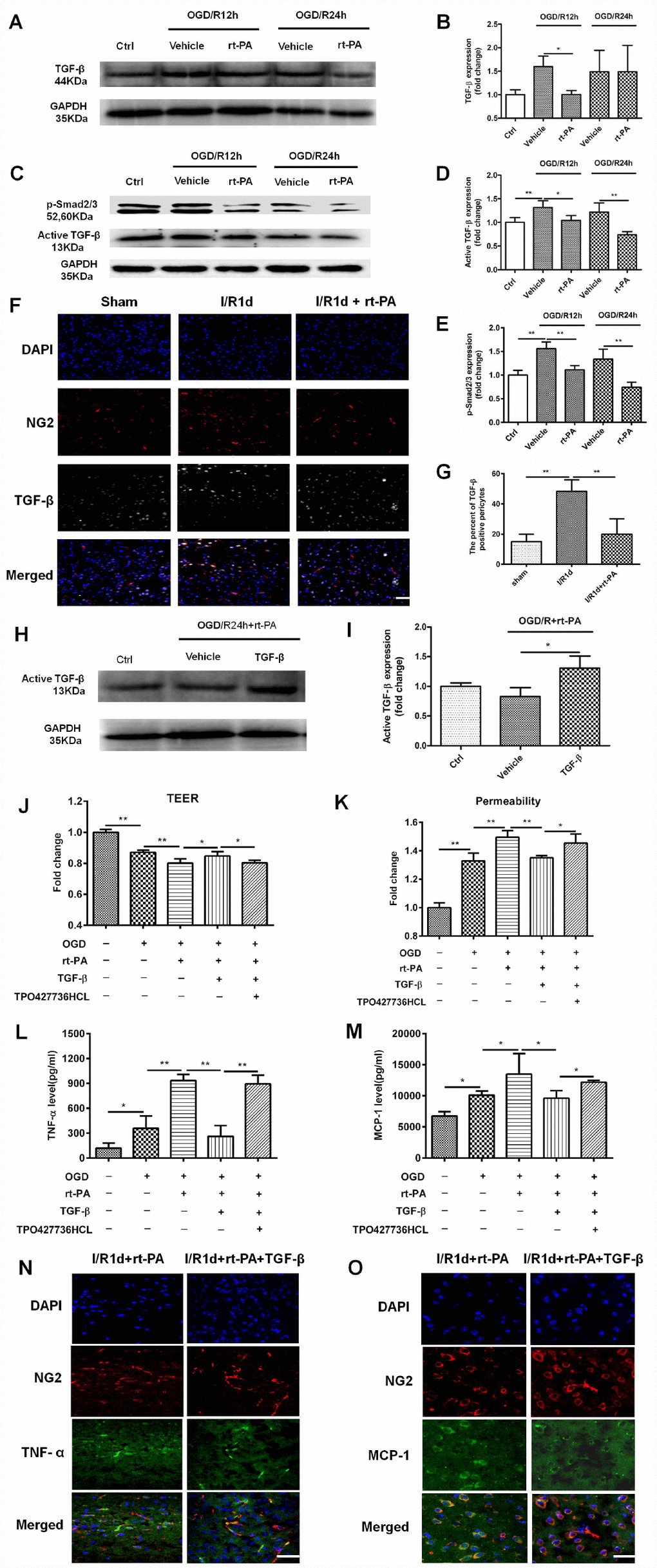 The TGF-β/p-Smad2/3 pathway mediated the disruption of the BBB after rt-PA treatment. (A–E) Representative western blot showing the expression of total TGF-β (44 kDa), active TGF-β (13 kDa) and p-Smad2/3 at 12 h and 24 h after treatment with or without 50 μg/ml rt-PA after OGD for 4 h. Densitometric analysis of the levels of total TGF-β (44 kDa), active TGF-β (13 kDa) and p-Smad2/3 protein at 12 h and 24 h after treatment with or without rt-PA after OGD for 4 h; n = 3 for each group. Data represent the mean ± sd, *p p F, G) Immunofluorescence was used to detect the expression of TGF-β on pericytes in the sham-treated mice and mice 1 d after I/R treatment with or without 9 mg/kg rt-PA; scale bar: 50 μm; n = 3 for each group. Data represent the mean ± sd, *p p H, I) Representative western blot showing the expression of active TGF-β (13 kDa) after treatment with TGF-β in combination with rt-PA or rt-PA alone after OGD for 4 h. Densitometric analysis of the level of active TGF-β (13 kDa) after treatment with TGF-β in combination with rt-PA or rt-PA alone after OGD for 4 h; n = 3 for each group. Data represent the mean ± sd, *p p J, K) The TEER and permeability of the coculture model were determined after OGD/R alone or OGD/R in combination with 50 μg/ml rt-PA, 3 ng/ml TGF-β or 200 nM TPO427736 HCL treatment; n = 3–5 for each group. Data represent the mean ± sd, *p p L, M) The concentrations of TNF-α and MCP-1 secreted from pericytes alone or treated with 50 μg/ml rt-PA, 3 ng/ml TGF-β or 200 nM TPO427736 HCL were determined 24 h after OGD/R; n = 3–4 for each group. Data represent the mean ± sd, *p p N, O) Immunofluorescence was used to detect the expression of TNF-α and MCP-1 after 1 d of treatment with 10 μg/kg TGF-β in combination with 9 mg/kg rt-PA after I/R. The results also showed that TGF-β decreased the colocalization of TNF-α and MCP-1 (green) with NG2 (red) compared with rt-PA alone.