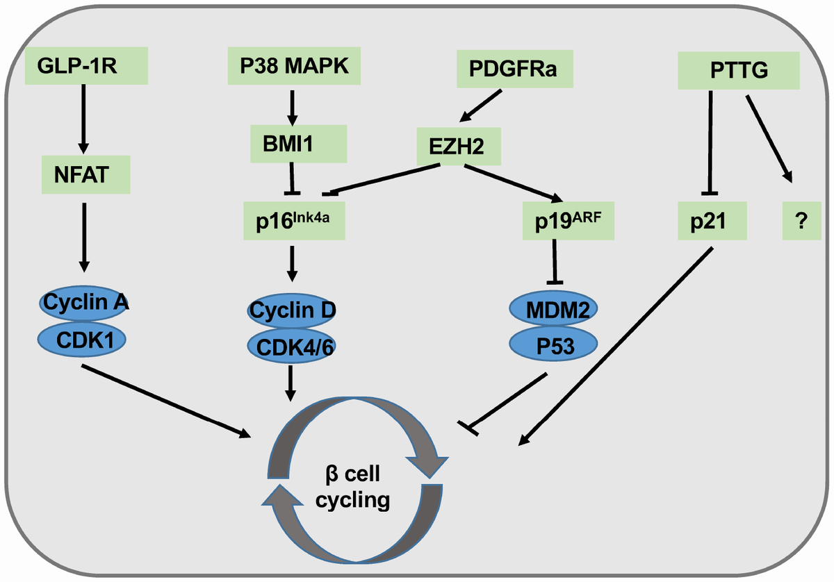 Aging And Stress Induced β Cell Senescence And Its Implication In ...