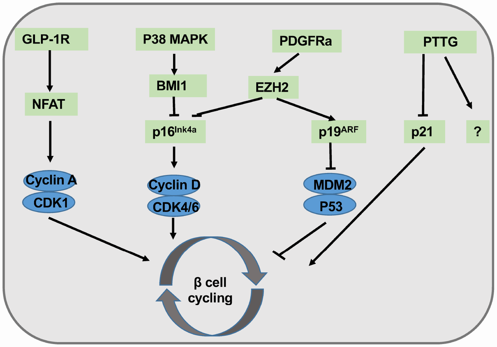 Summary of molecular pathways involved in β cell regeneration. Exendin-4 agonizes GLP-1R signaling, followed by the activation of NFAT and the entry of cell cycling. P38 MAPK signals activate BMI1 and inhibit p16Ink4a. PDGFRa transduces proliferative signals to EZH2, thereby attenuating p16Ink4a activity while enhancing p19Arf activation. PTTG partially promotes β cell proliferation via p21 inhibition.