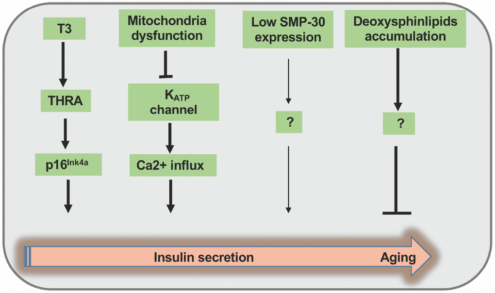 Summary of the regulation of insulin secretion during the course of aging process. Thyroid hormone (T3) promotes β cell functional maturation via the induction of MafA expression along with p16Ink4a activation at the early stage of aging. During the progression of aging process, impaired mitochondria function causes KATP channel shutting down and Ca2+ influx at the same time, thereby enhancing insulin secretion in a short time frame. In contrast, during the advanced aging process, β cells manifest diminished expression of senescence marker protein-30 (SMP-30) along with deoxysphingolipid accumulation, thereby impeding insulin secretion through unknown mechanisms.