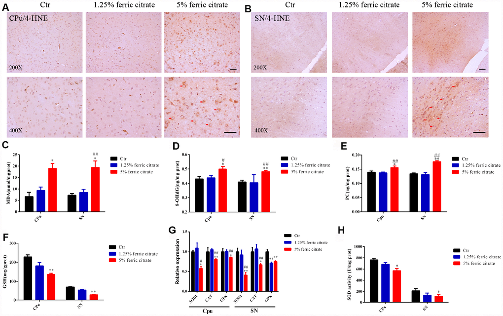 Oxidative stress-induced neuronal loss is implicated in the neurotoxicity of ferric citrate supplementation. (A and B) Representative images of immunohistochemical 4-HNE staining show the accumulation of lipid peroxidation in the CPu and SN induced by ferric citrate supplementation. (C–E) Quantifications show the increased peroxidation of lipids, DNAs and proteins in the CPu and SN induced by ferric citrate supplementation. (F) Quantification shows the decreased GSH levels in the CPu and SN induced by ferric citrate supplementation. (G) qRT-PCR shows the decreased mRNA levels of typical antioxidant genes in the CPu and SN of mice supplemented with ferric citrate (N=5). (H) Quantification shows the decreased activities of SOD in the CPu and SN induced by ferric citrate supplementation. Error bars indicate SEM. Bars, 100 μm. Compared with the Ctr group, *p#p##p