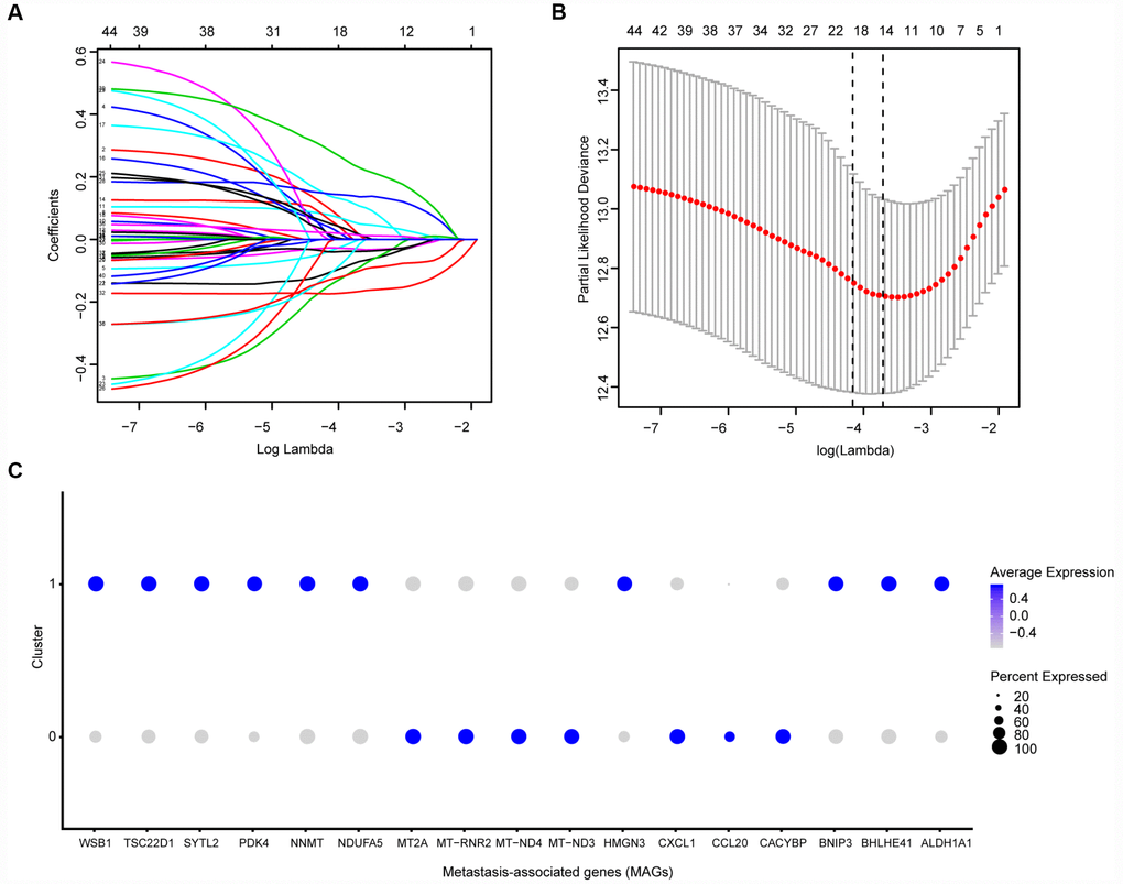 Identification of prognostic metastasis associated genes. (A, B) We conducted the LASSO method based on glmnet package and identified the 17 prognostic genes in TCGA training cohort, where the optimal cutoff value was -4 and the minimum account of genes was 17. © Meanwhile, we also illustrated the significantly differential expressions of 17 prognostic genes in two clusters via bubble plot.