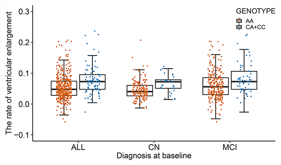 The differences in the rate of ventricular enlargement between the two genotypes in total subjects and each diagnostic group. The minor allele (C) of rs11620312 carriers had increased rates of ventricular enlargement in all subjects (P = 3.26×10-7), CN group (P =1.23×10-4) and MCI group (P = 9.08×10-4). Abbreviations: CN = cognitively normal; MCI = mild cognitive impairment; P = P value.