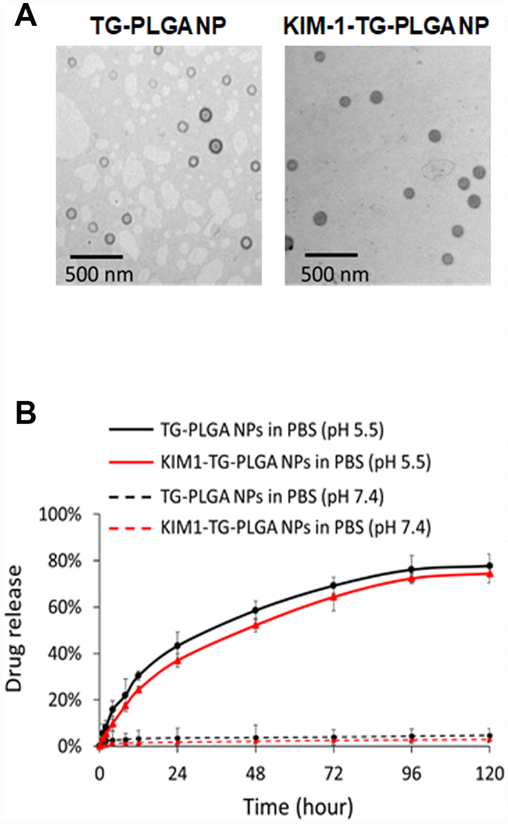The morphology and TG release profile of TG NPs and KIM-1-TG NPs. (A) TEM images of the TG NPs and KIM-1-TG NPs. (B) In vitro TG release profile of the TG NPs and KIM-1-TG NPs incubated at 37°C in PBS (pH 5.5 and 7.4).