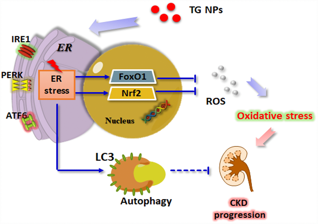 Schematic model of how TG NPs ameliorate CKD progression. TG NPs could induce the UPR pathway in kidney cells. Furthermore, TG NPs protected kidney cells against oxidative stress-induced cell death through the activation of Nrf2 and FoxO1. In addition, TG NPs induced autophagy that may inhibit CKD progression.