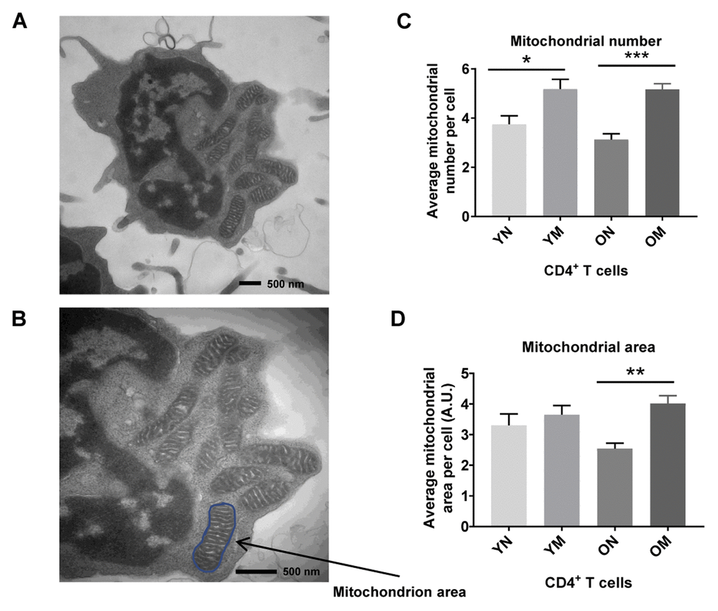 (A) TEM image of CD4+ T cell showing mitochondria, and (B) mitochondrion area (size) outlined in blue. (C) Memory (M) CD4+ T cells had a significantly higher mitochondria number than naïve (N) cells in cells from both young (Y) and old (O) (*p = 0.0267, ***p = 0.0008, respectively). (D) In memory CD4+ T cells of both young and old, the mitochondrial area was significantly greater compared to naïve CD4+ T cells (**p = 0.0030). Arbitrary Unit (A.U.). (C, D) P-values were calculated by Student’s t-test (two-tailed) using GraphPad PRISM 7 software. Error bars reflect the standard error of the mean (±SEM). N = 5 young, 4 old donors.