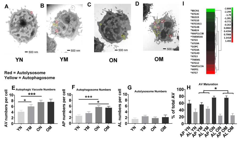 (A–D) Representative images showing autophagosomes and autolysosomes from young (Y) and old (O) naïve (N) and memory (M) CD4+ T cells. Circles in red indicate autolysosomes, in yellow indicate autophagosomes. (E) The number of autophagic vacuoles, the combination of autophagosomes and autolysosomes, was increased in naïve CD4+ T cells from older as compared to younger individuals (***p = 0.0006) and also increased in memory CD4+ T cells from young compared to naïve CD4+ T cells from young individuals (*p = 0.0424). (F) Autophagosomes were significantly higher in both naïve and memory CD4+ T cells from older individuals compared to naïve and memory CD4+ T cells of younger individuals (***p = 0.0001, *p = 0.0217, respectively). (G) No significant differences were found in the number of autolysosomes from young and old naïve and memory CD4+ T cells. (H) Significant differences were found in autophagic vacuole (AV) maturation of autophagosomes (AP) transitioning to autolysosomes (AL) between memory CD4+ T cells from older individuals compared to younger individuals (*p = 0.022). No differences were found for autophagic vacuole maturation for naïve CD4+ T cells. (E–H) P-values were calculated by Student’s t-test (two-tailed) using GraphPad PRISM 7 software. Error bars reflect the standard error of the mean (±SEM). N=5 old, 4 young donors. (I) Gene expression data for autophagy pathway genes in CD4+ T cells from older compared to young individuals showing up-regulation (above 0-1.5 Z- ratio) of some autophagy-related genes (ATG7, WIPI1, MAP1LC3A, ATG12, TMEM1, ATG3, ATG4D). Interestingly, BECN1 was down-regulated (-2.8 Z-ratio) in older compared to young individuals. N= 8 young, 25 old donors.