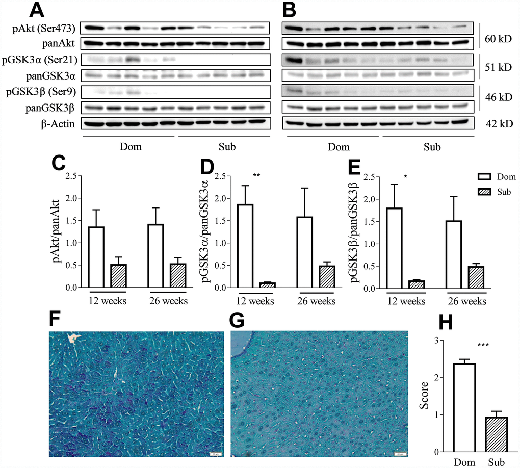 Sub mice exhibited decreased Akt and GSK3 phosphorylation and glycogen content in liver. Western-blot analysis of phospho- and pan-Akt and GSK3 levels in the liver of Dom and Sub mice at the age of 12 (A) and 26 weeks (B). (C) Phosphorylation level of Akt (Ser473) in Dom and Sub mice at the age of 12 and 26 weeks (n= 5 for each group). (D) The phosphorylation level of GSK3α (Ser21) in Sub mice was significantly decreased at the age of 12 weeks (Student unpaired two-tailed t-test, t=4.091, pE) The phosphorylation level of GSK3β (Ser9) in Sub mice was significantly decreased at the age of 12 weeks (Student unpaired two-tailed t-test, t=3.012, pF) and Sub (G) mice, PAS staining, scale bar - 20μm. (H) PAS staining revealed reduced level of glycogen in liver of Sub mice (Mann-Whitney test, pppp