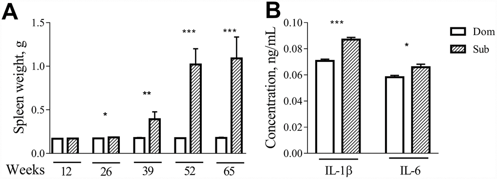 Age-dependent splenomegaly and increased pro-inflammatory status in Sub mice. A significant increase in spleen weight was observed in stress sensitive male animals at the age of 26 weeks (t =2.408, ppppA) IL-1β (t=7.611, pB) IL-6 (t=2.644, pppp