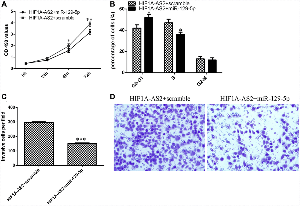 HIF1A-AS2 regulates cell proliferation, cell cycle progression and invasion of osteosarcoma cells through the modulation of miR-129-5p. (A) The cell proliferation of MG-63 cells was determined by MTT analysis. (B) Ectopic expression of miR-129-5p decreased the S phase of HIF1A-AS2-overexpressing MG-63 cells compared to that of the scrambled group. (C) Elevated expression of miR-129-5p suppressed the invasion of HIF1A-AS2-overexpressing MG-63 cells compared to the invasion of the scrambled group. (D) The relative invasive cells are shown. *p