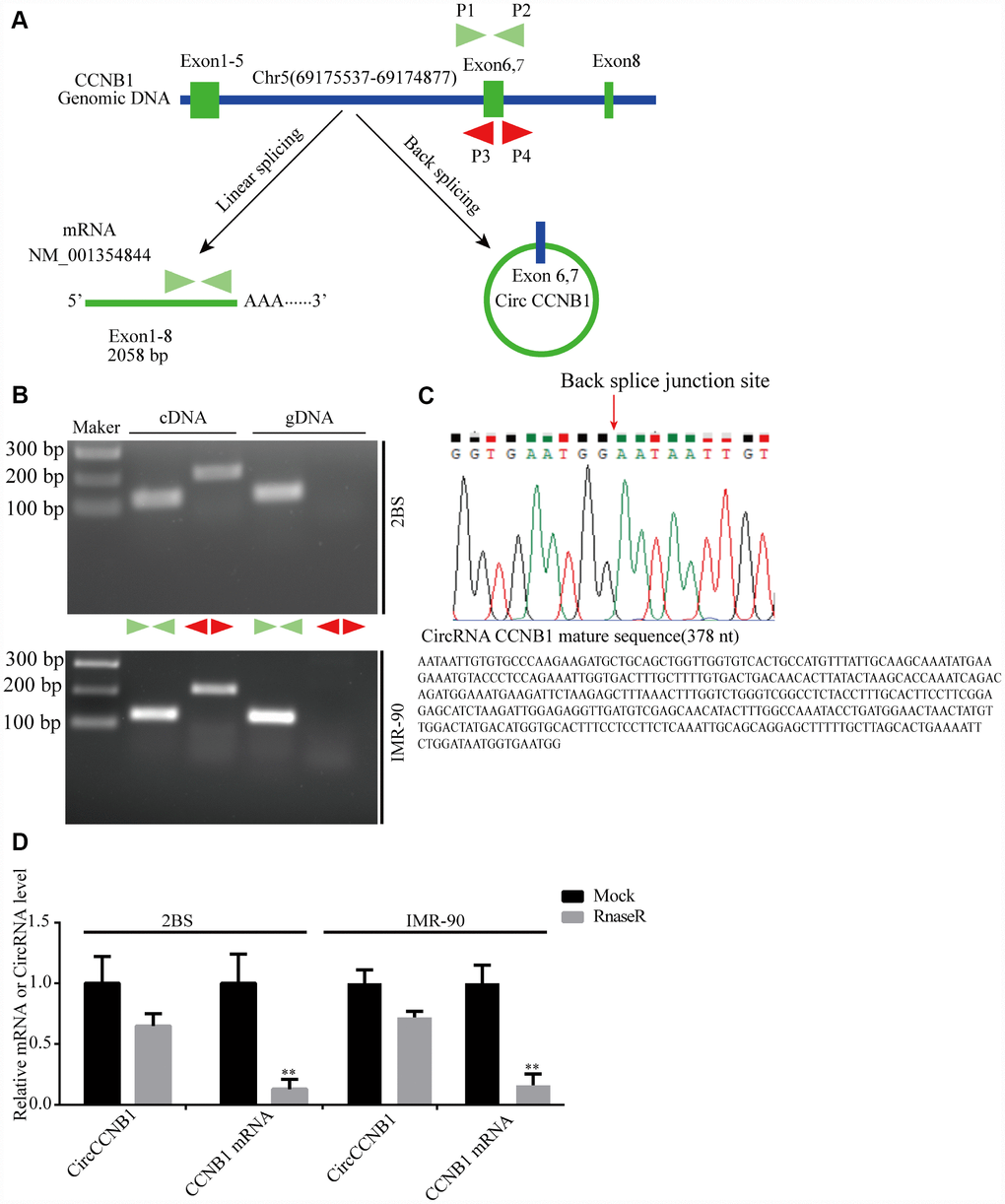 Validation and annotation of CircCCNB1 and novel circular RNAs in human diploid fibroblasts. (A) Illustration of the annotated genomic region of CCNB1, the putative different RNA splicing forms, and the validation strategy for circular exons 6 and 7 (CircCCNB1). Convergent (blue) and divergent (red) primers were designed to amplify the linear or back-splicing products. (B) Total RNA or genomic DNA isolated from 2BS or IMR-90 cells were subjected to polymerase chain reaction (PCR). (C) Upper panel: Red arrow showing the back-splicing of CCNB1 exons 6 and 7 confirmed by Sanger sequencing. Lower panel: CircCCNB1 mature sequence with 378 nt. (D) Total RNA from 2BS or IMR-90 cells with or without RNase-R treatment were subjected to qRT-PCR.