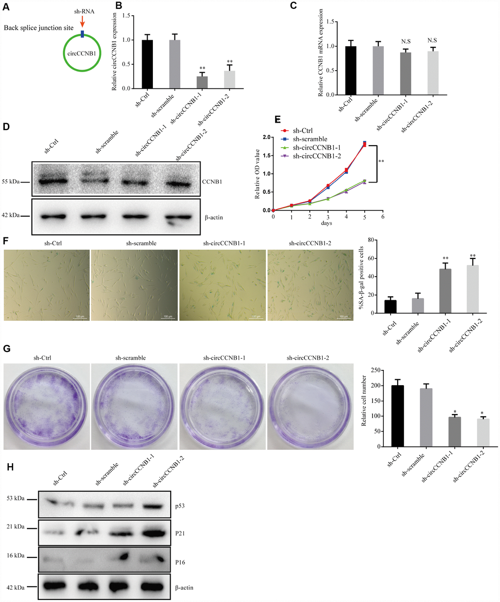 CircCCNB1 suppresses cellular senescence in human diploid fibroblasts. (A) Model showing shRNA specifically targeting the back-splicing sites of CircCCNB1. (B) qRT-PCR measuring the knock down efficiency by sh-CircCCNB1 in 2BS cells after transfection with lentiviruses expressing sh-ctr, sh-scramble, sh-circCCNB1-1, sh-circCCNB1-2, **PC) qRT-PCR detects CCNB1 mRNA level in 2BS cells transfected with lentiviral expressing sh-ctr, sh-scramble, sh-CircCCNB1-1and sh-CircCCNB1-2, N.S, nonsignificant. (D) Immunoblot analysis of CCNB1 protein level in 2BS cells transduced with lentiviruses expressing sh-ctr, sh-scramble, sh-CircCCNB1-1and sh-CircCCNB1-2. (E) CCK-8 measurement of the proliferative ability of 2BS cells after transfection with lentiviruses expressing sh-ctr, sh-scramble, sh-CircCCNB1-1, sh-CircCCNB1-2, **PF) SA-β gal staining of 2BS cells transfected with lentiviruses expressing sh-ctr, sh-scramble, sh-CircCCNB1-1and sh-CircCCNB1-2, bar, 100 μm, **PG) Clonogenicity assay of 2BS cells transfected with lentiviruses expressing sh-ctr, sh-scramble, sh-CircCCNB1-1and sh-CircCCNB1-2, *PH) Immunoblots analysis of P53, P21 and p16 levles in 2BS cells transfected with lentiviruses expressing sh-ctr, sh-scramble, sh-CircCCNB1-1and sh-CircCCNB1-2.